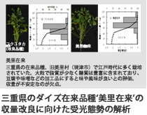三重県のダイズ在来品種‘美里在来’の収量改良に向けた受光態勢の解析